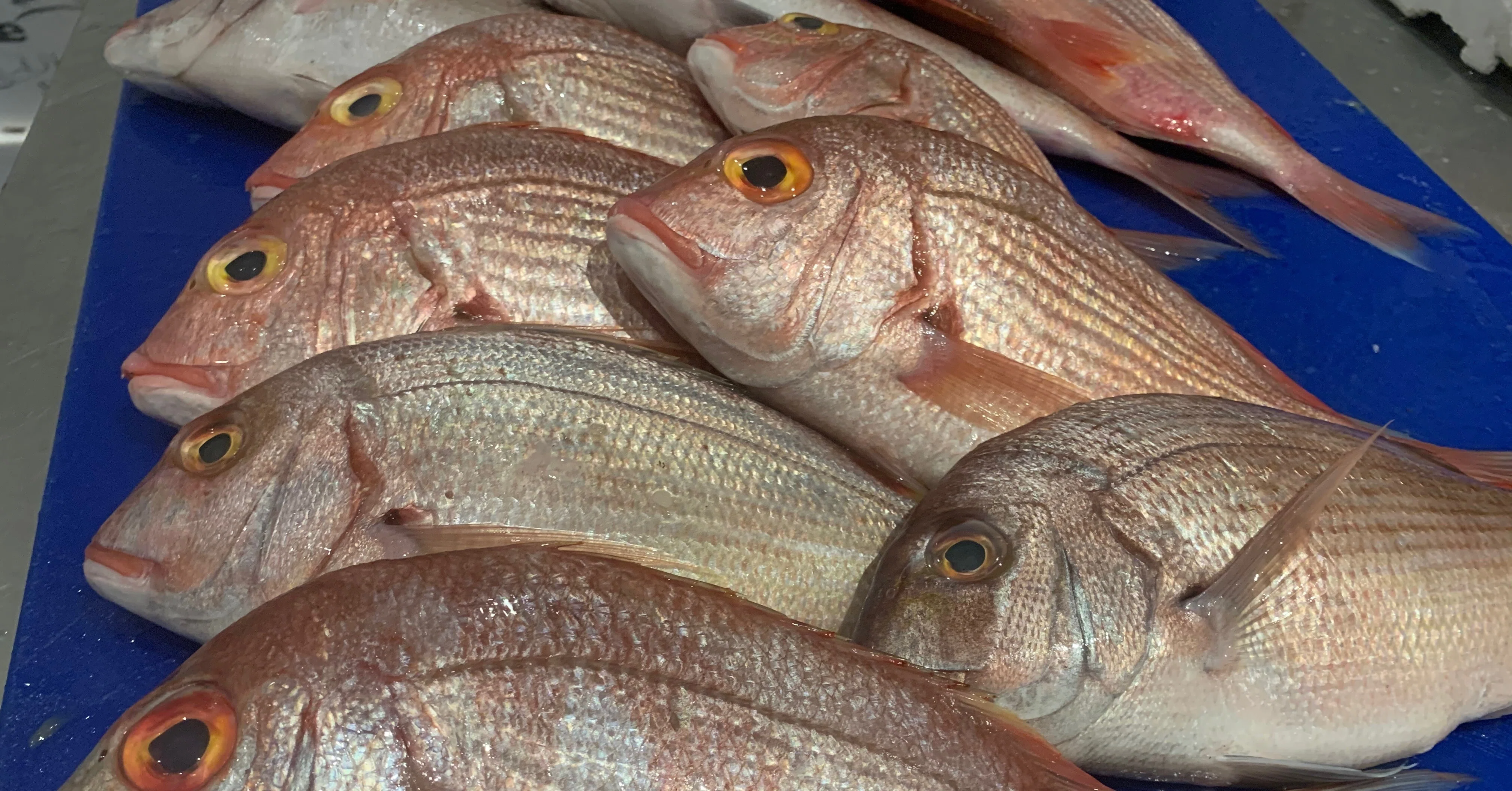 Frozen Gourmet Today 赤/ピンク　ただいま値下げ中‼️ Snapper Red Red Avg 5.0lbs. - Fillets 8oz. (10) - Snapper ロッド