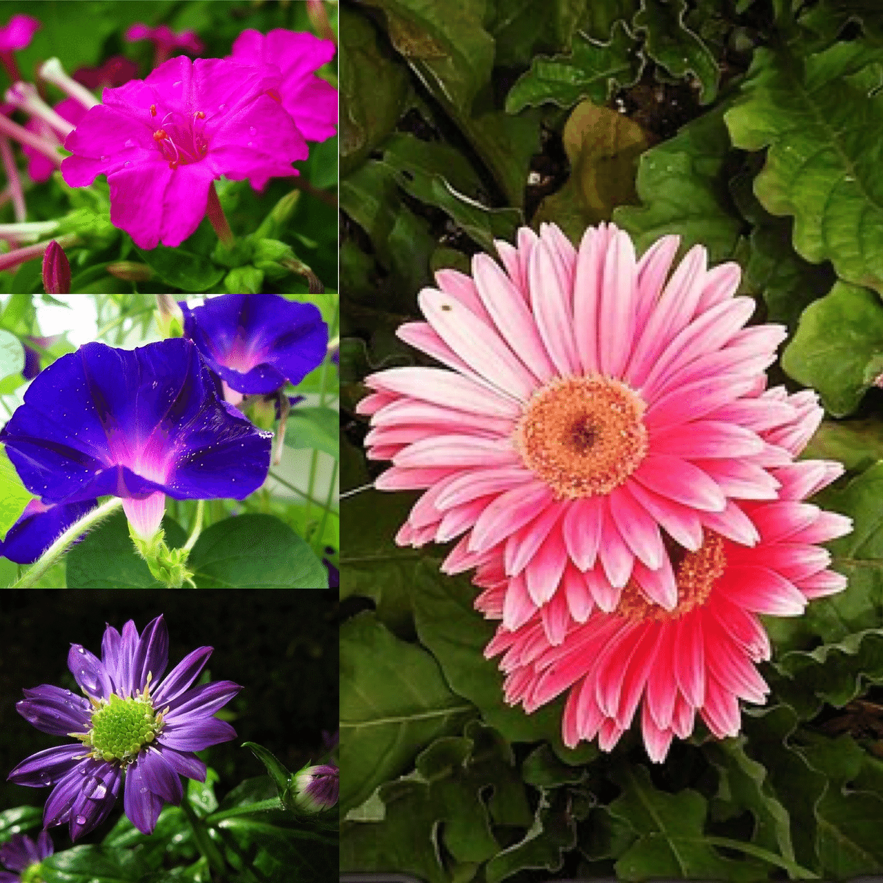 8月1日お誕生日の方おめでとうございます 今日の誕生花の花言葉は オシロイバナ 臆病 内気 ガーベラ 希望 常に前進 アサガオ はかない恋 固い絆 ヤミコワスレ しばしの慰め 別れ 今日 Monstera18 Note 8月1日お誕生日の方おめでとうございます 今日の誕生花の花言葉は オシロイバナ 臆病 内気 ガーベラ 希望 常に前進 アサガオ はかない恋 固い絆 ヤミコワスレ しばしの慰め 別れ 今日 Monstera18 Note