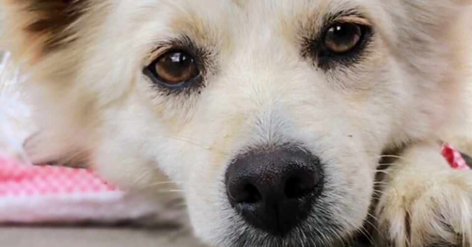 紹介 ブランコを家で飼ってみた 初めての犬 いぬねこの思い Note