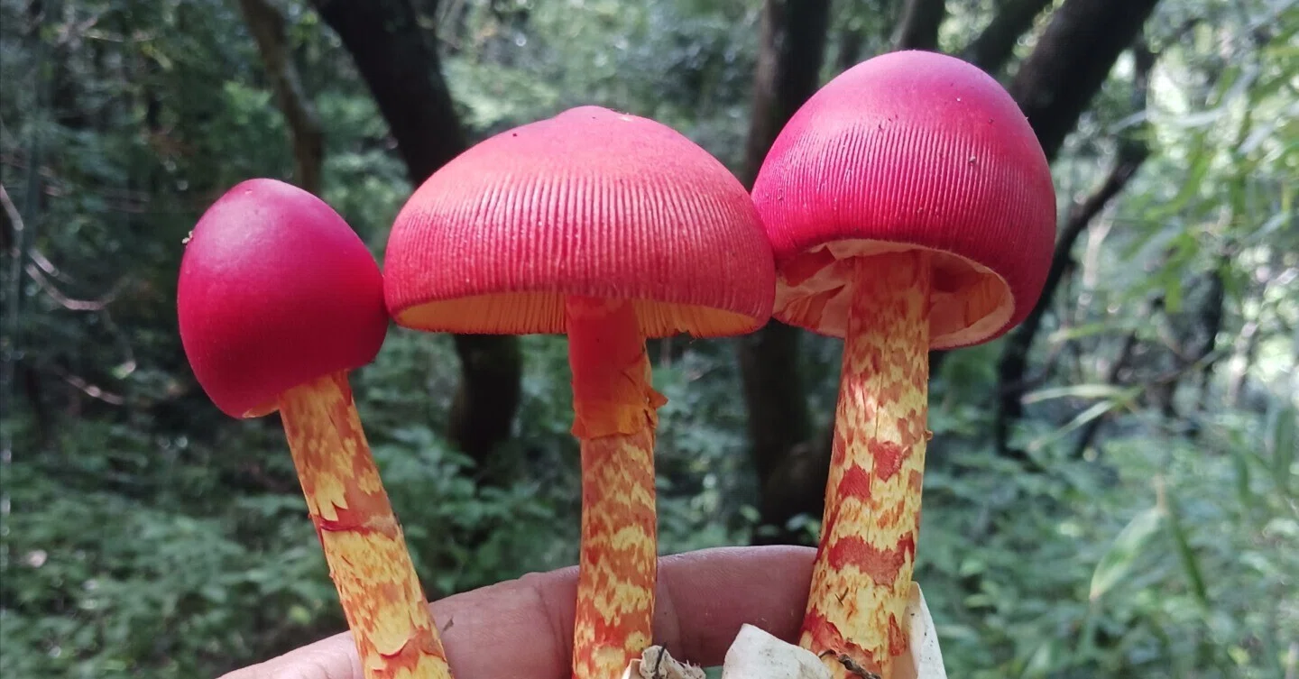 初めて見るタマゴタケを食べた」キノコ料理は命がけ？｜中山道雄