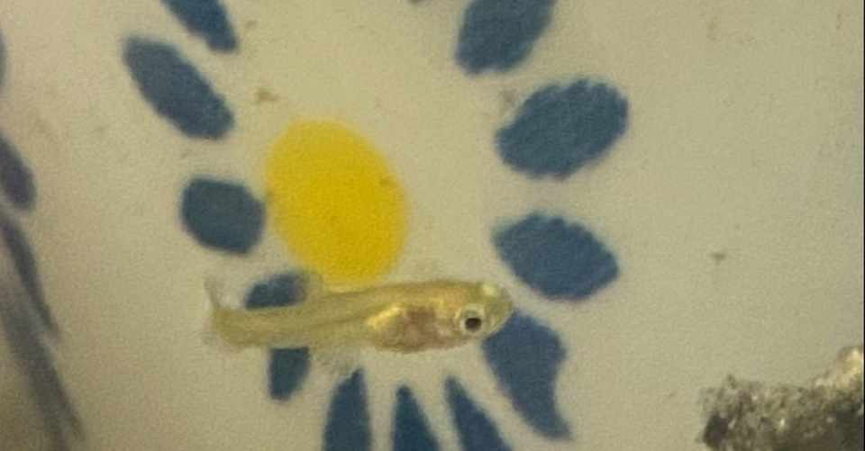 グッピーの赤ちゃん8匹 さしみ 侍魂 Adhd主婦 息子自閉症 日常系 おすし Note