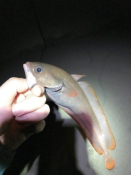 ルアー作っちゃいました 市販品とは一味違う楽しみ 石巻days 未来都市の生き方 Note