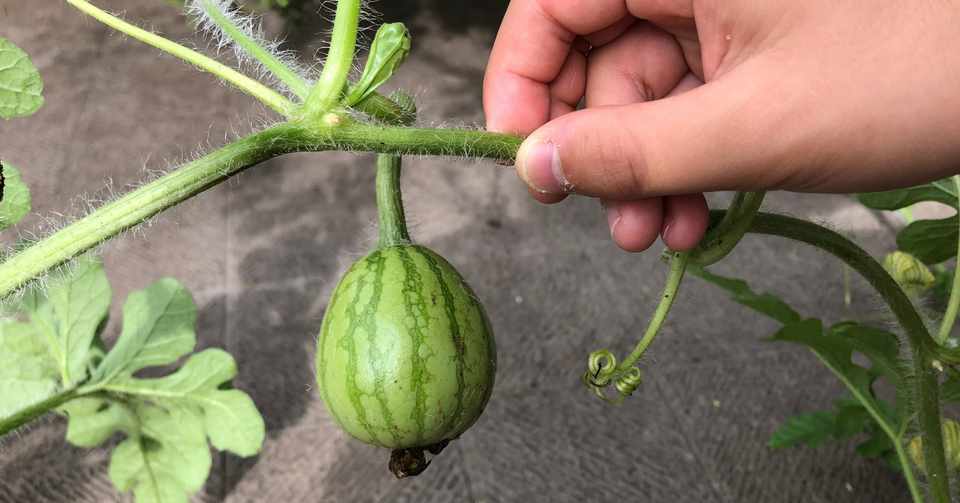 ベランダ スイカ 育成中 小川知子 Tbsアナウンサー Note