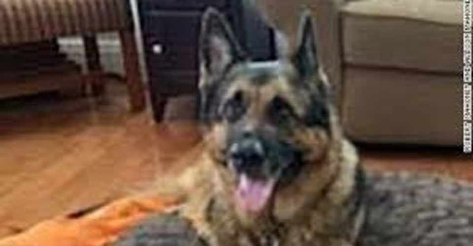 これぞアメリカ コロナに感染した犬が死亡 Rip Usa アメリカからこんにちは Note