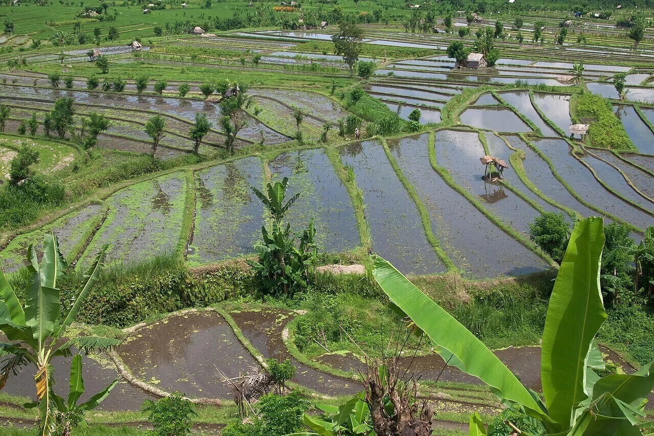 Rice terraces, Rice fields, Tirta Gangga, Bali