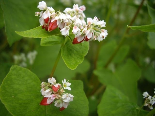 週末投稿 つれづれ有用植物 43 タデ科ソバ属 ソバ Pingubanana Note