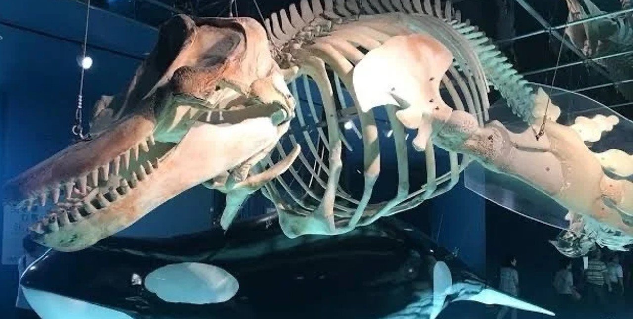 自己紹介 京極風斗 Note 自己紹介 京極風斗 Note