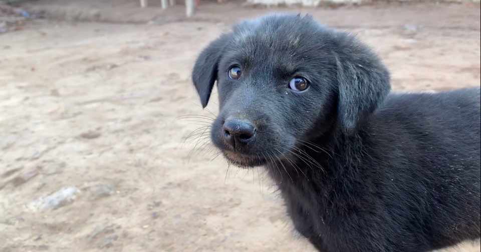 いい香りのする愛犬にいつも癒されている私 でもある日 顔を埋めたら 犬のほのぼの話 癒しのワンコ Note
