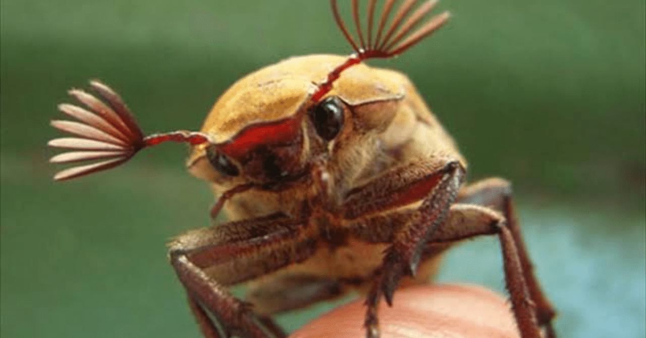 キモい虫 閲覧注意 パンダちゃん Note キモい虫 閲覧注意 パンダちゃん Note