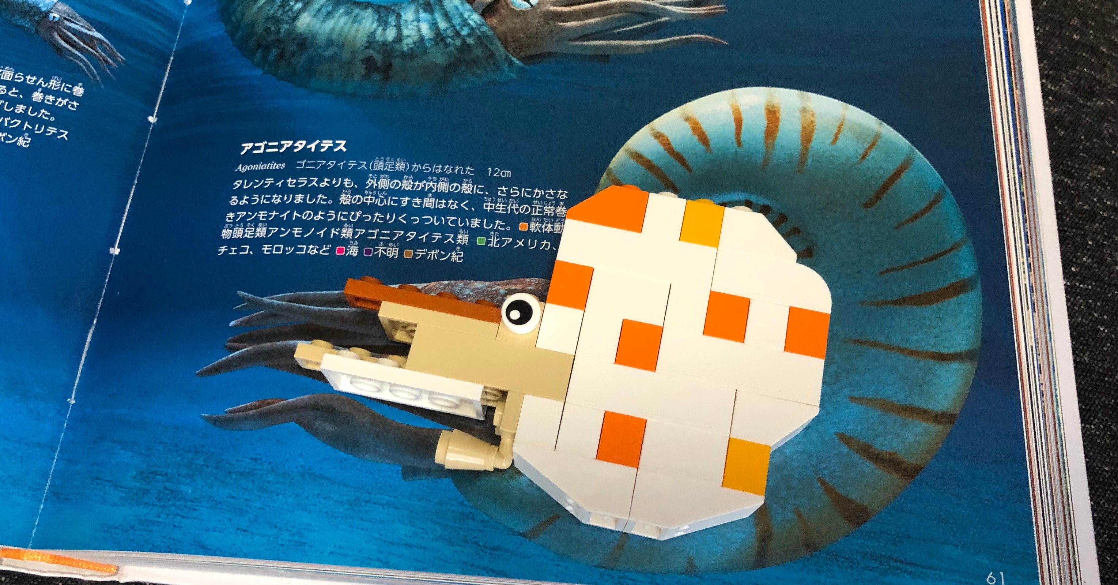 【レア】 標本 タツノオトシゴ オウムガイ オウム貝 ヒレシャコガイ ホネガイ オウムガイの標本・3/フランスアンティーク雑貨・家具のSibora