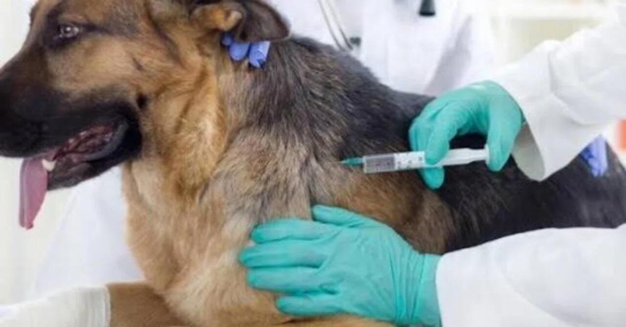 Veterinary Vaccine Market Size Analysis Report: Projected to Reach ...