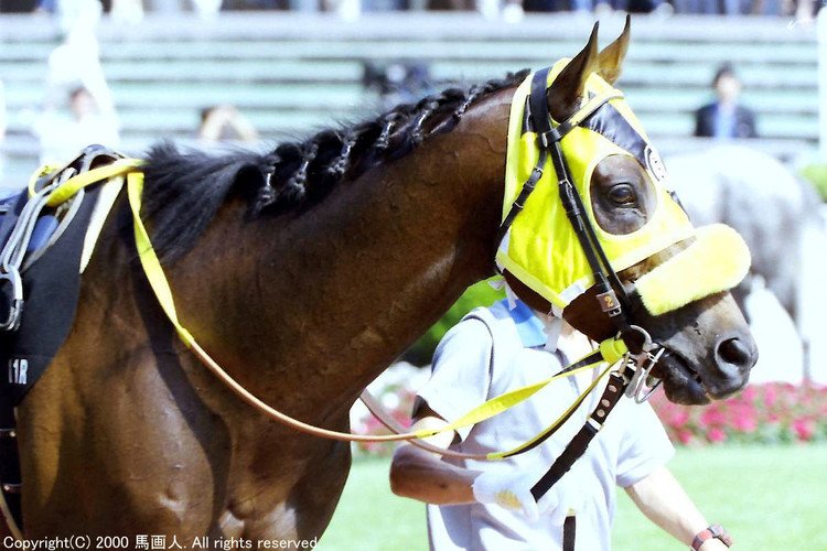 キズナ　馬の毛　たてがみ お洒落なタテガミ Catalog - 競馬｜馬画人 (まがじん)｜note