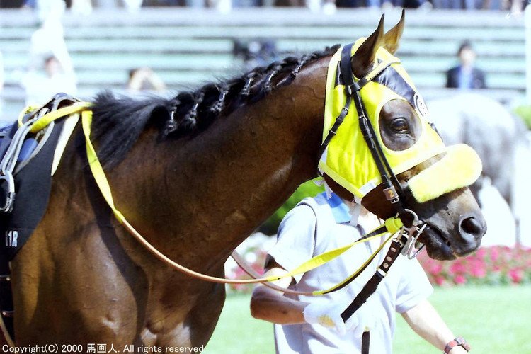 #カリブカフェ #Carib_Cafe #タテガミ #写真 #photo #競馬 #馬 #Thoroughbred #サラブレッド #お洒落 #東京競馬場