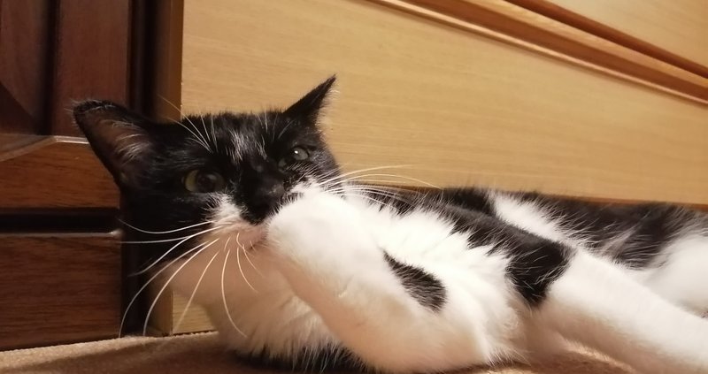 ただただ寄り添うこと にゃんズスタイル ねこにつき Note