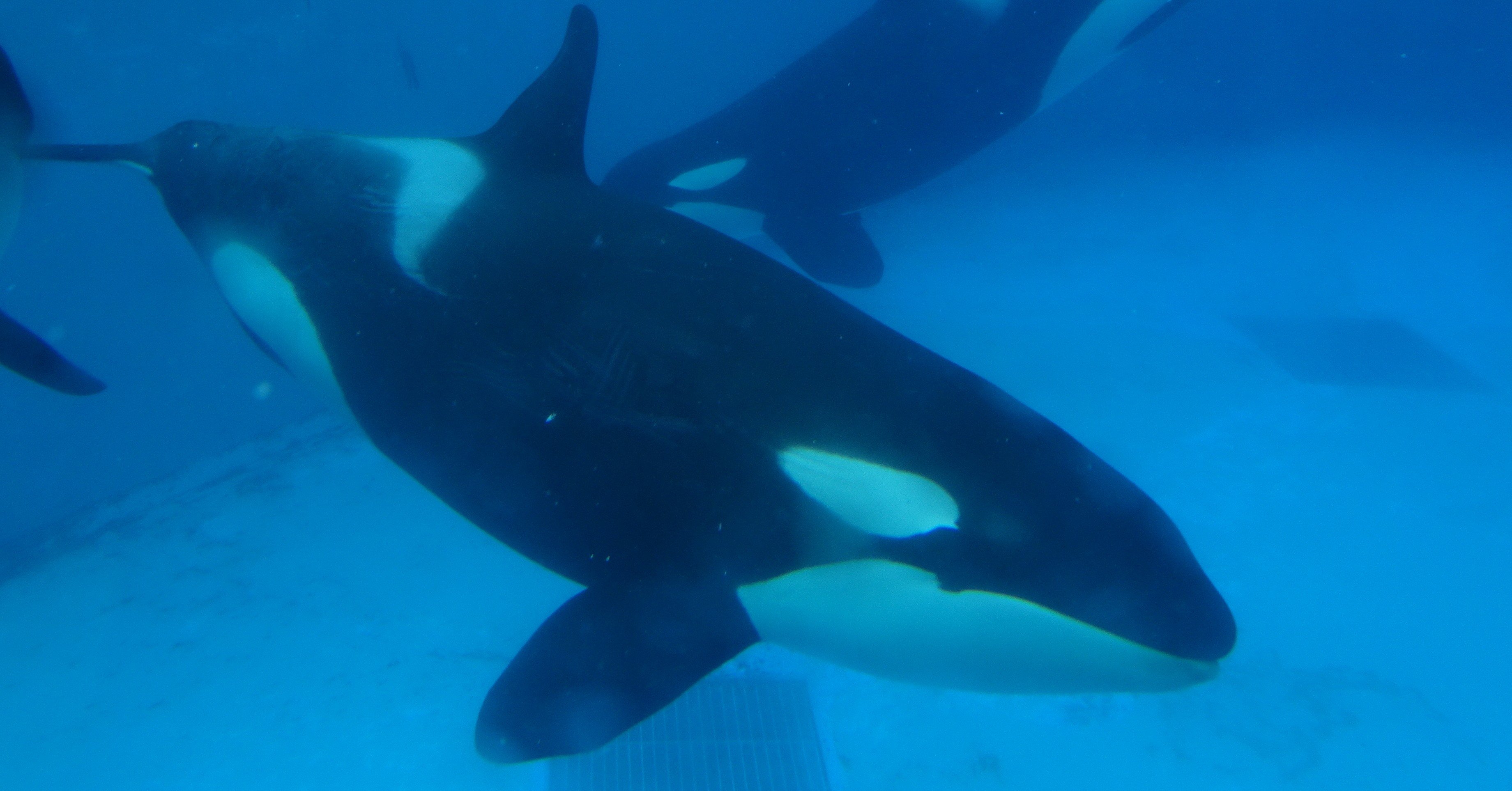 34f6171c5c101a8ce7ea75ba727740