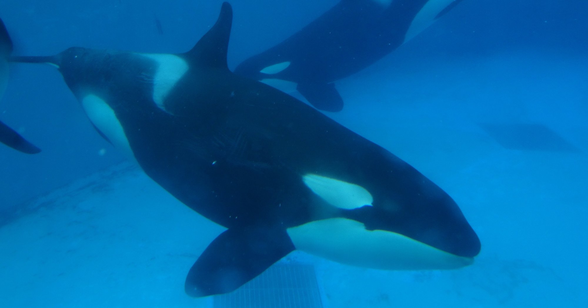 シャチのランのお話 わかとら Note シャチのランのお話 わかとら Note