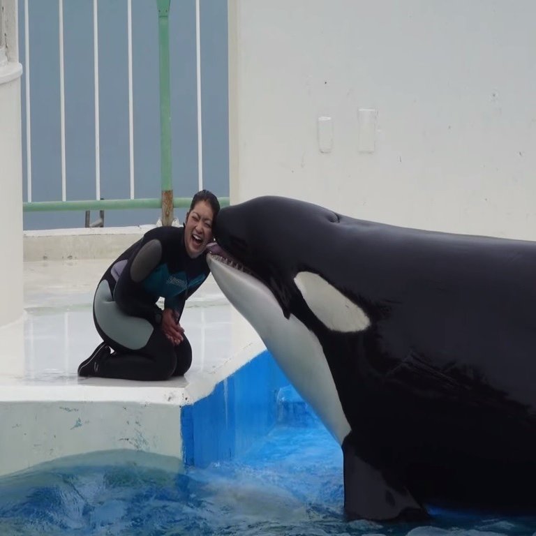 シャチのランのお話 わかとら Note