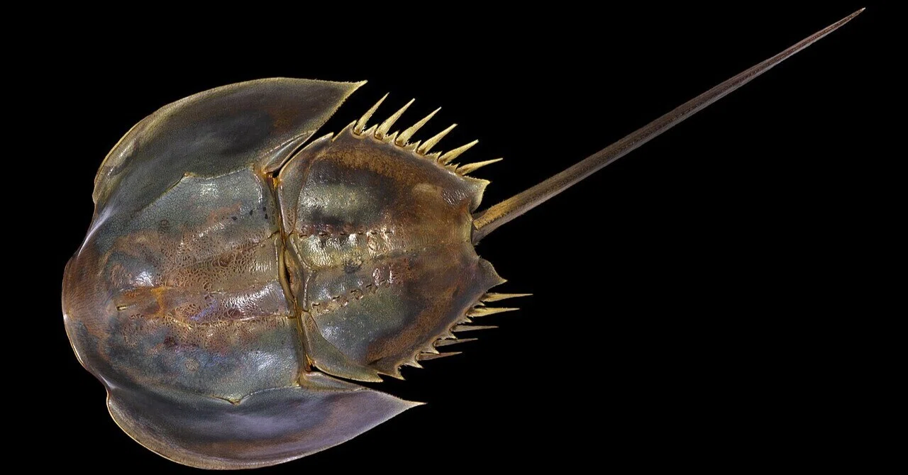 カブトガニ｜2億年前から変わらない姿！青い血と10個の目を持つ生きて