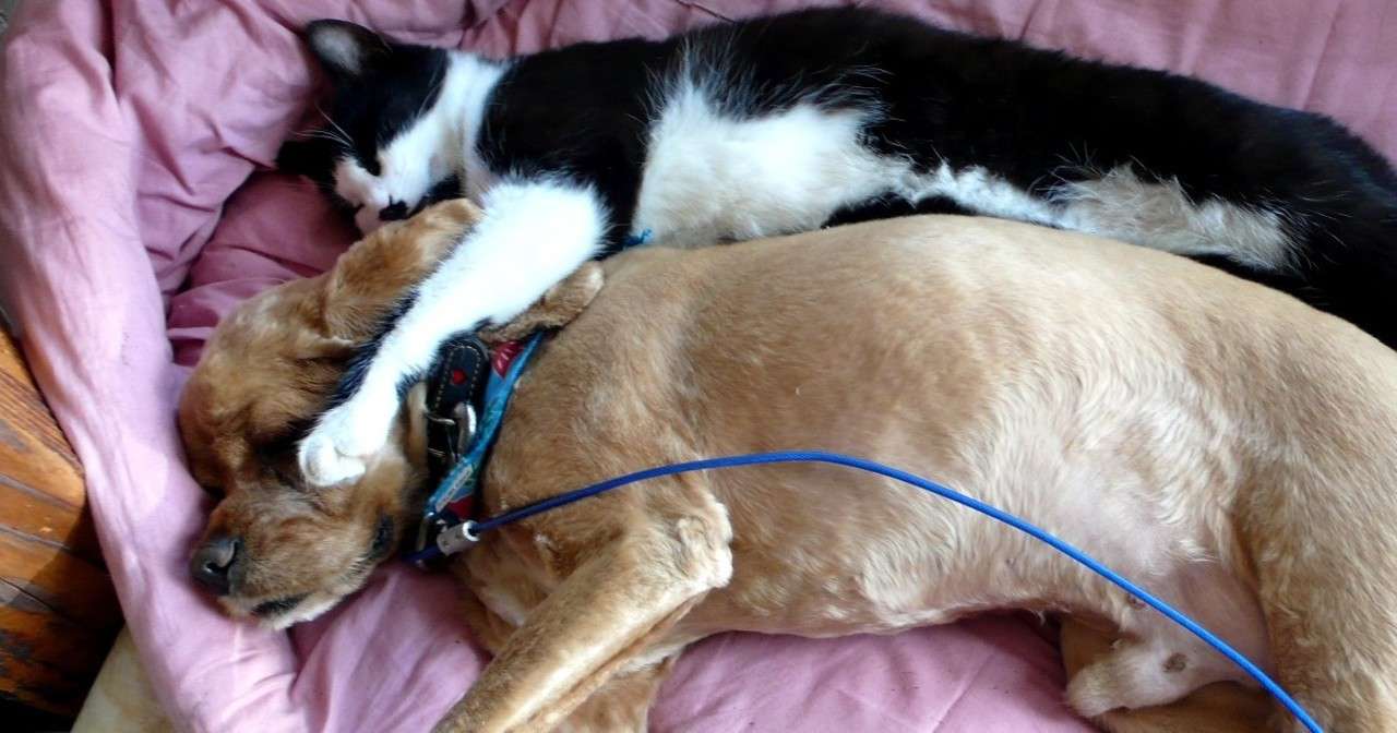 犬と走馬灯 ハヤシヨーコ Note