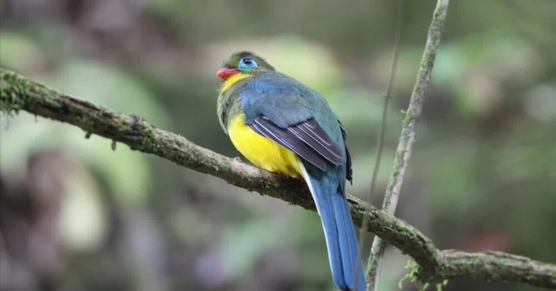 鳥を捕らずに稼ぐ ~インドネシア、野生動物に付いた2つ目の値段~