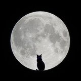 mooncatvoice