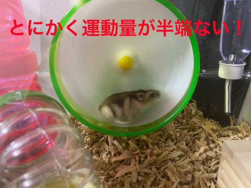 ハムスター飼育日記98日目と10日目 8 1 サトウショウヘイ Note