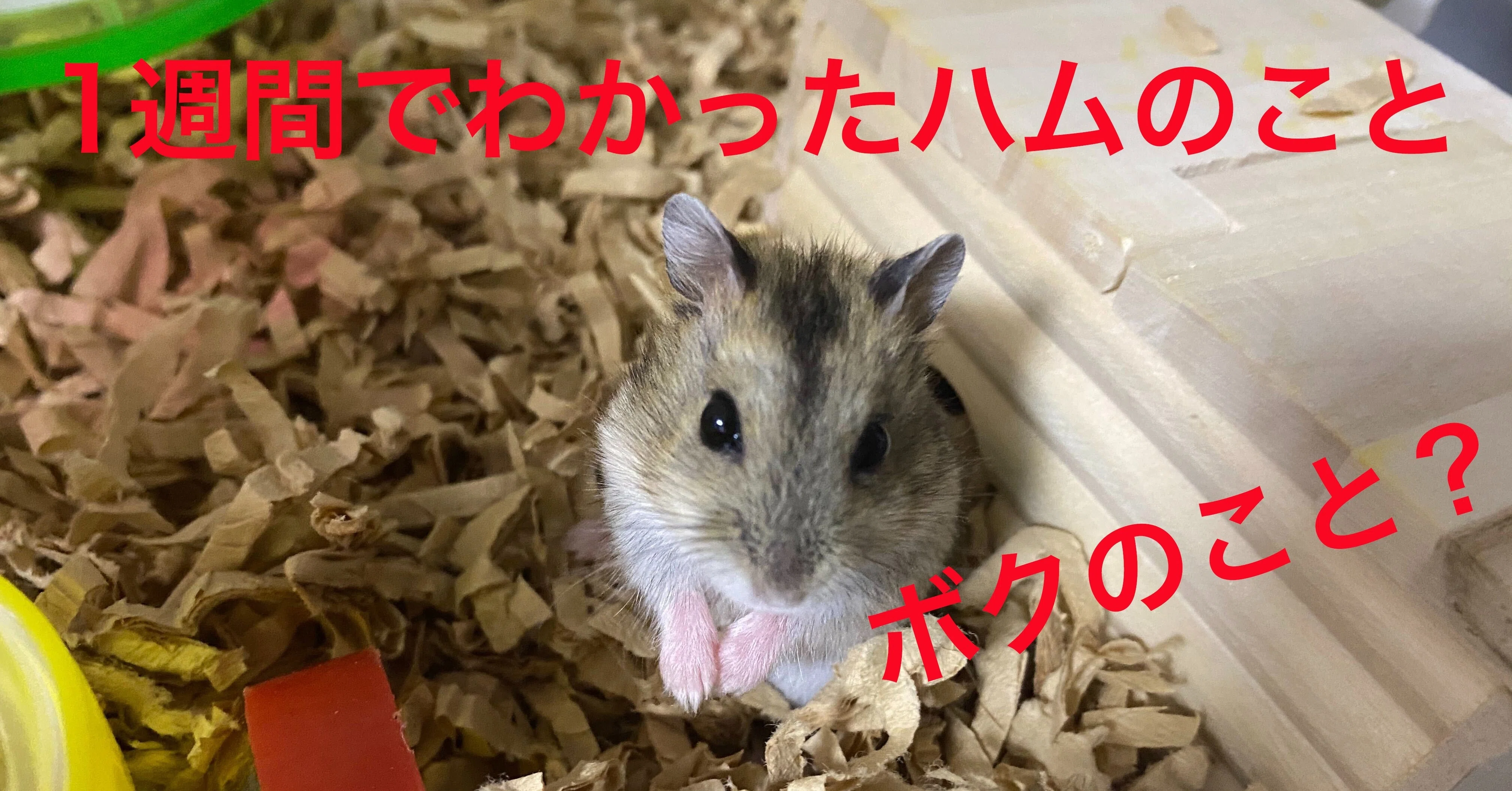 【中古】 ハムスター飼育日記（8） ハムスター飼育日記98日目と10日目（2020/8/1）｜サトウショウヘイ