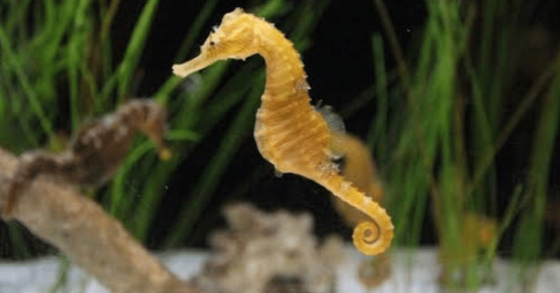 タツノオトシゴと僕のnoteの在り方 田中 亮介 店長 笑顔クリエイター 空間演出家 Note