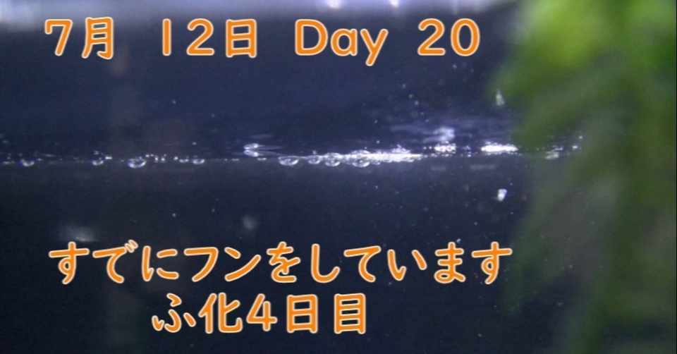 メダカの成長 採卵から４０日間連続撮影 ゾウリムシの味を覚えて成長中 Yasu Note