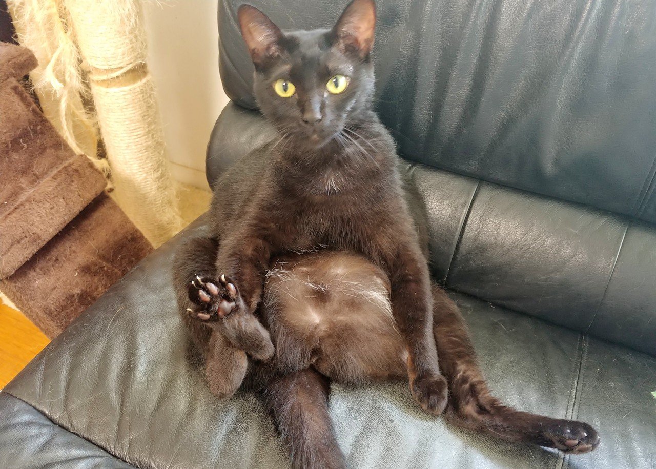 座り黒猫 金魚ぱくぱく Note 座り黒猫 金魚ぱくぱく Note