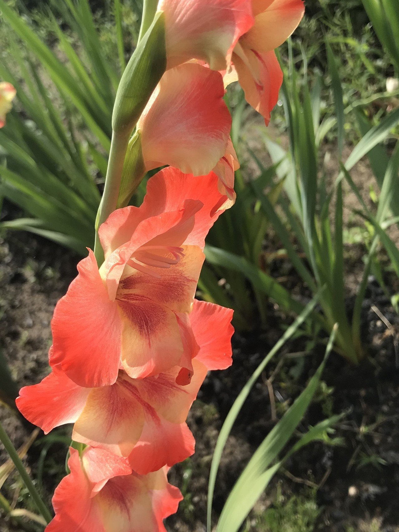 グラジオラス 花とごはん 福岡県小郡市 Note グラジオラス 花とごはん 福岡県小郡市 Note
