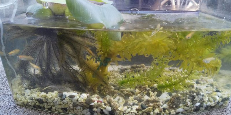 めだかの学校 Miko Note