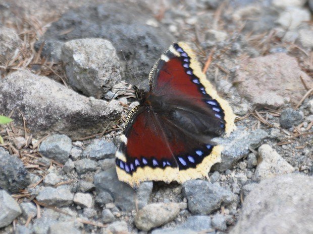 キベリタテハ56頭 夏終盤2 キベリタテハ | ハイム蝶百科図鑑