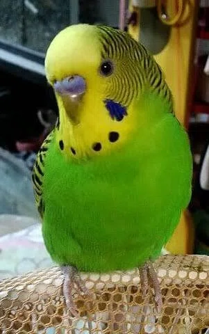 モクレンと緑色のセキセイインコ鳥の日本画 第1173回 セキセイインコの原種｜翆野 大地
