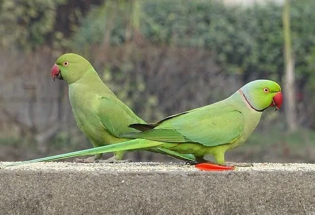 モクレンと緑色のセキセイインコ鳥の日本画 モクレンと緑色のセキセイインコ鳥の日本画 【公式通販】