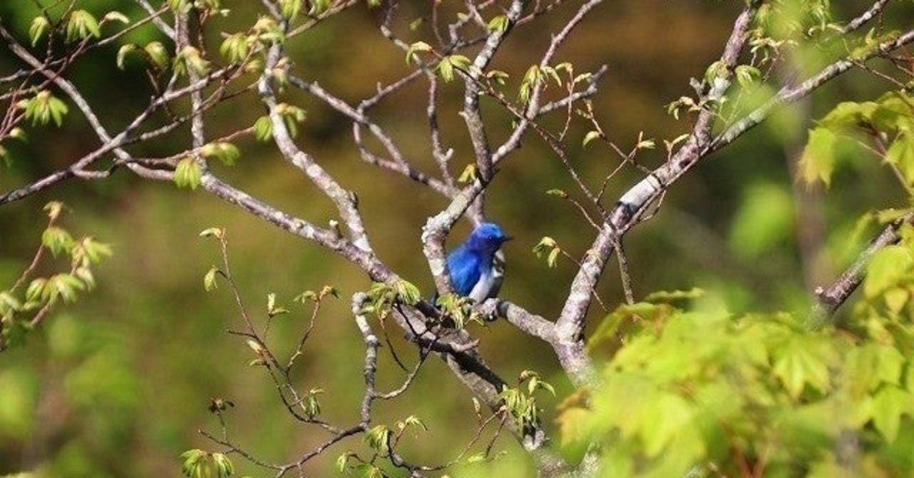 大山の鳥たち 青い鳥のオオルリ 大山ゲストハウス寿庵 Note
