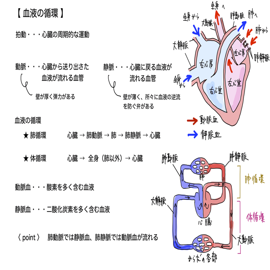 中学理科 血液の循環 学習塾 Clue Zemi クルーゼミ ナマケモノの勉強術 Note