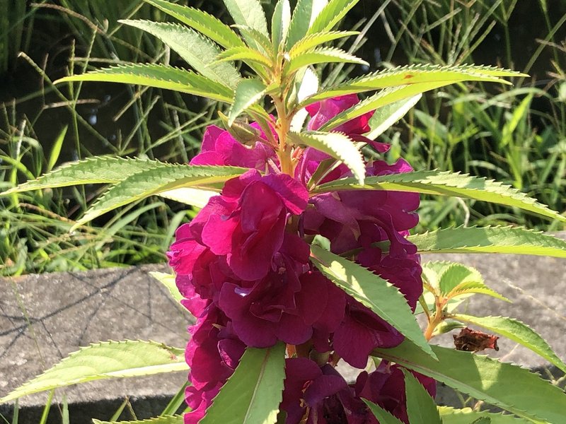 咲いた咲いた パキラの花が はつなぎ Note