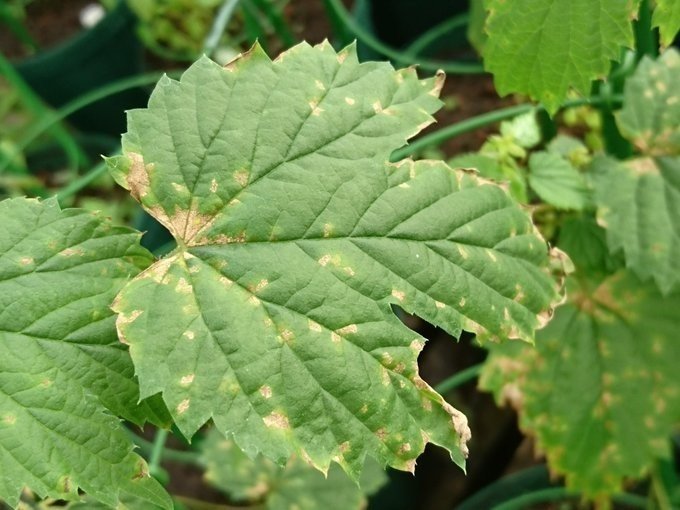 ホップの病害虫とその対処 花の館の植物の育て方 Note ホップの病害虫とその対処 花の館の植物の育て方 Note