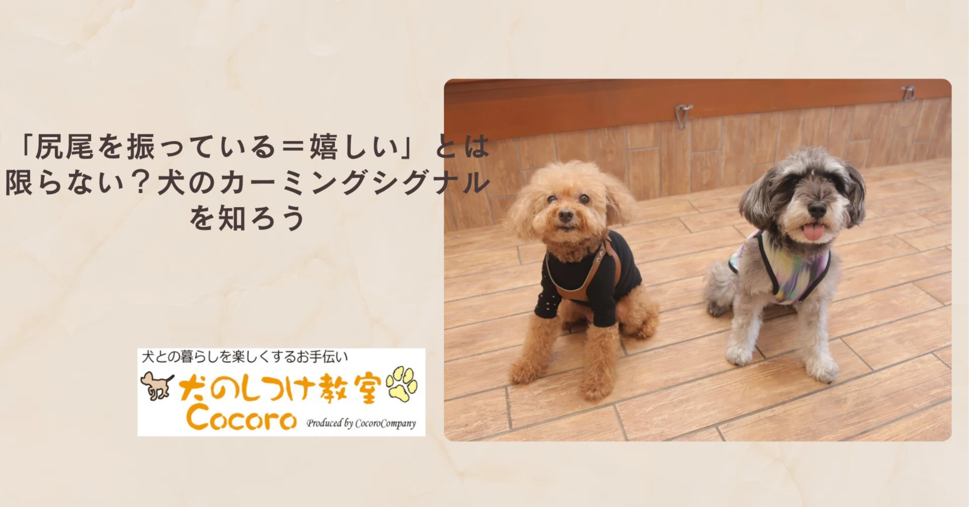 尻尾を振っている＝嬉しい」とは限らない？犬のカーミングシグナルを知
