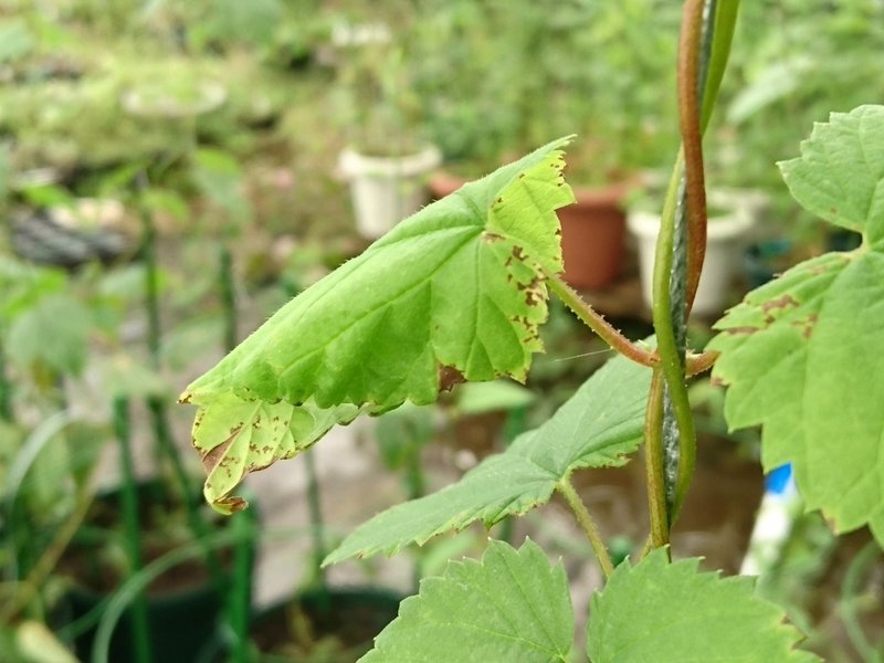 ホップの病害虫とその対処 花の館の植物の育て方 Note