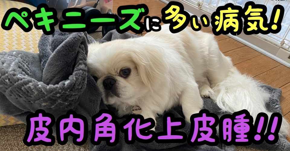 ペキニーズに多い病気 皮内角化上皮腫 ドッグライフサポーター 獅子パパ Note