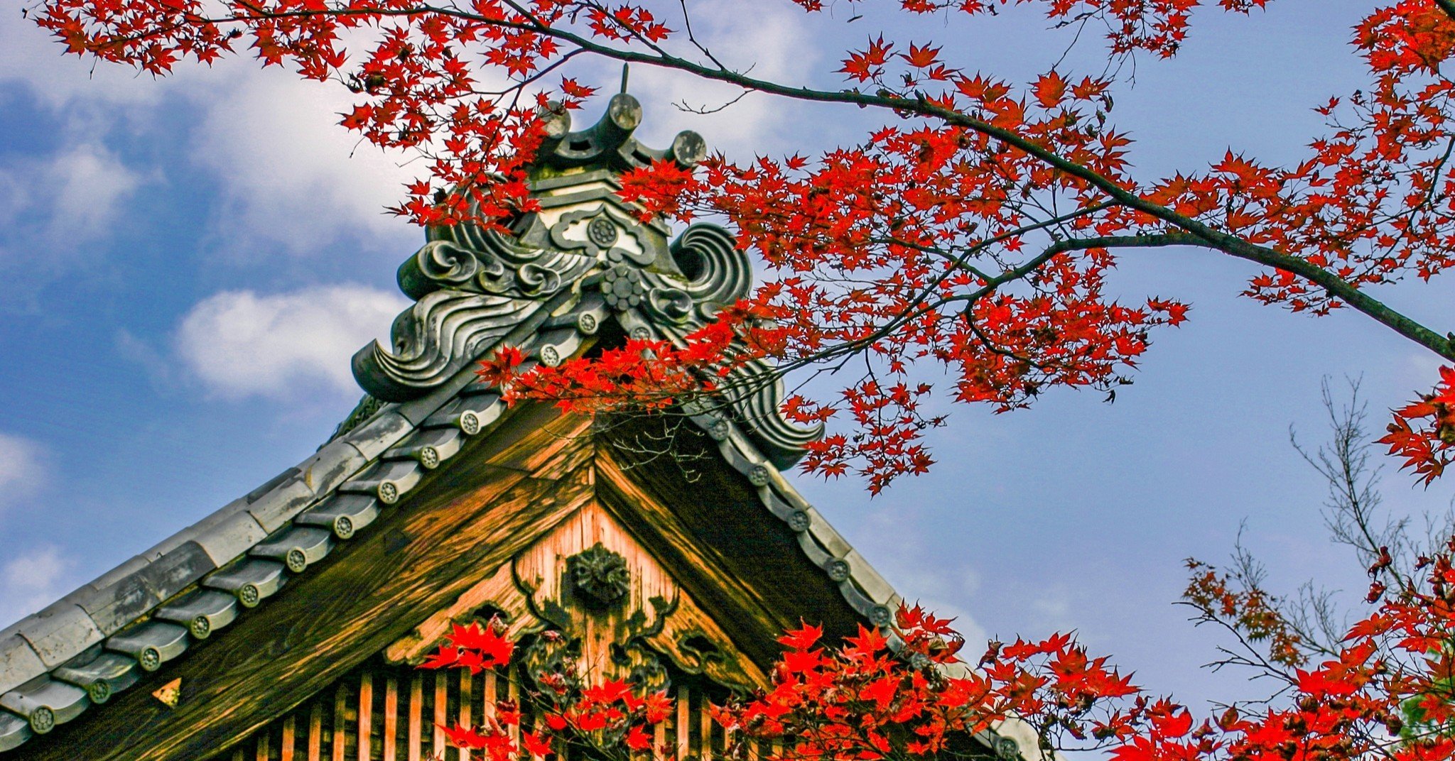 茶碗　紅もみじ　黒色　大徳寺龍源院　細合かつ堂書付　森高寿月造　共箱　紅葉 茶碗 紅もみじ 黒色 大徳寺龍源院 細合かつ堂書付 森高寿