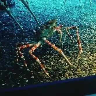 酢豚闘魂
