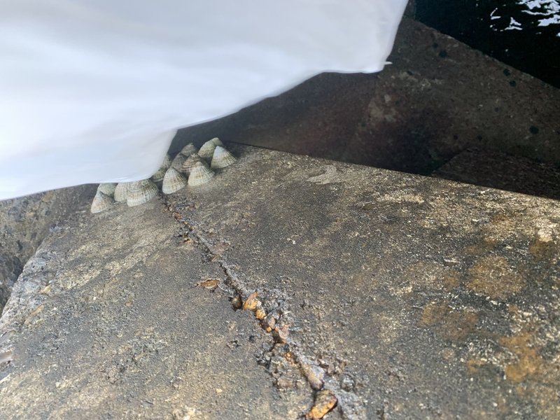 新しい生活 テトラポットにのぼる にしやま あやか Note