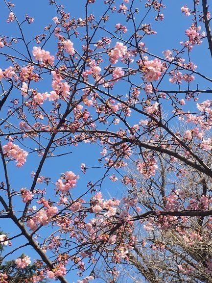 桜と青空IMG_9287