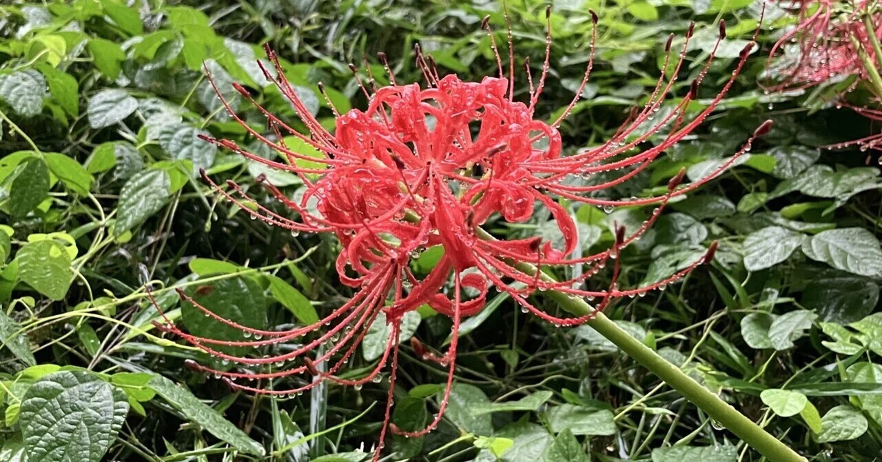 練馬の彼岸花 Spider lilies in Nerima｜Chubby from Nerima