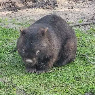 さー | 在🇦🇺17年の暮らしの記録