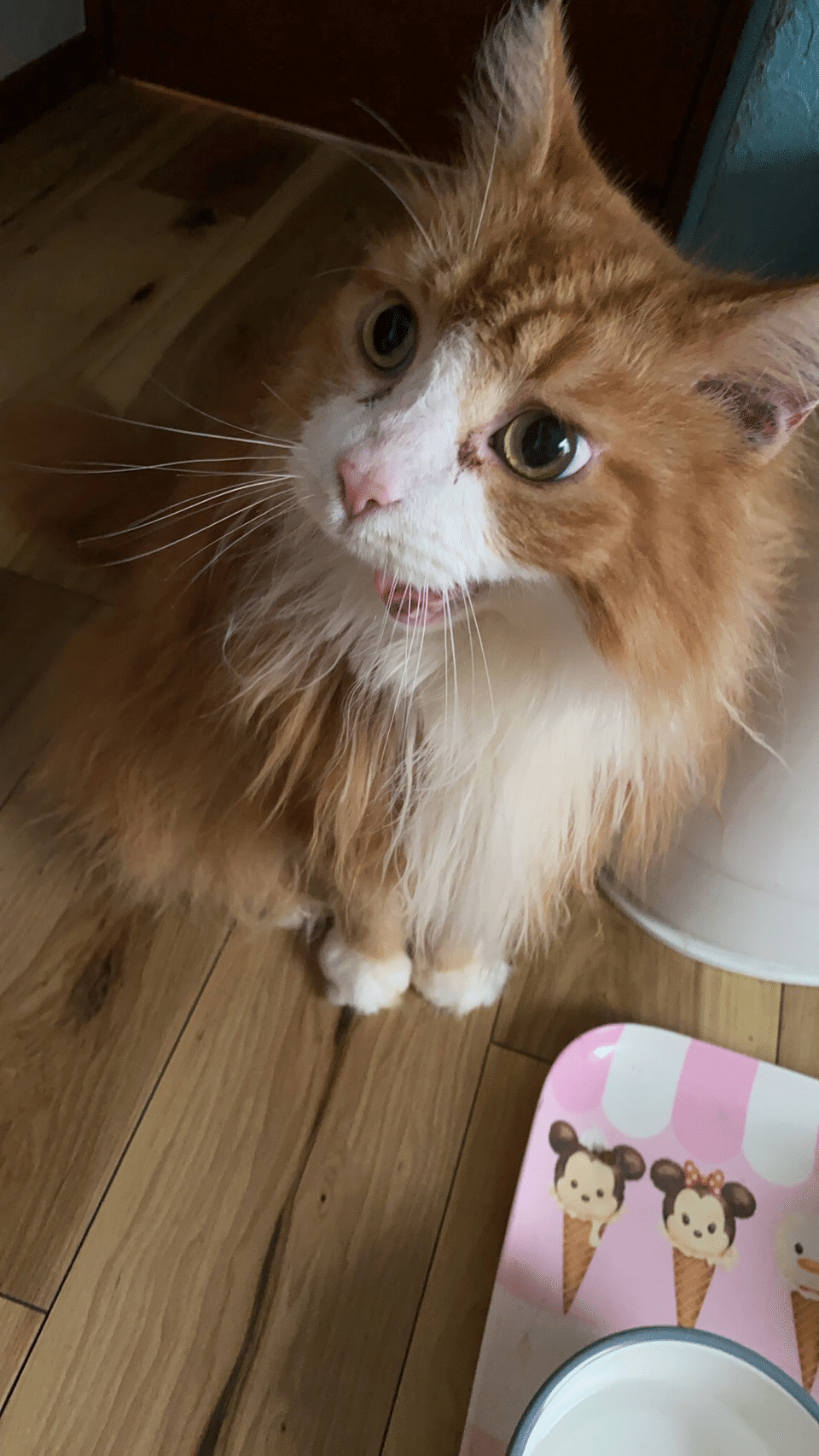 今日はお外は暑いから あたしはお留守番してるわよー お水ちゃんと足していってね By Lily ねこ メインクーン 猫 Cat Mainecoon ふぐふぐ Ericat Note