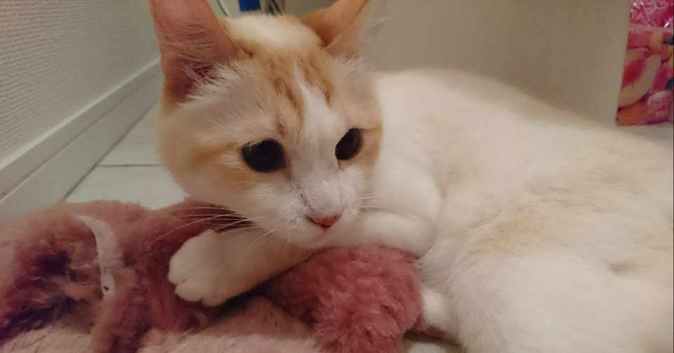 老猫介護の日々 感謝と愛情 臨床心理カウンセラーみるもこ Note
